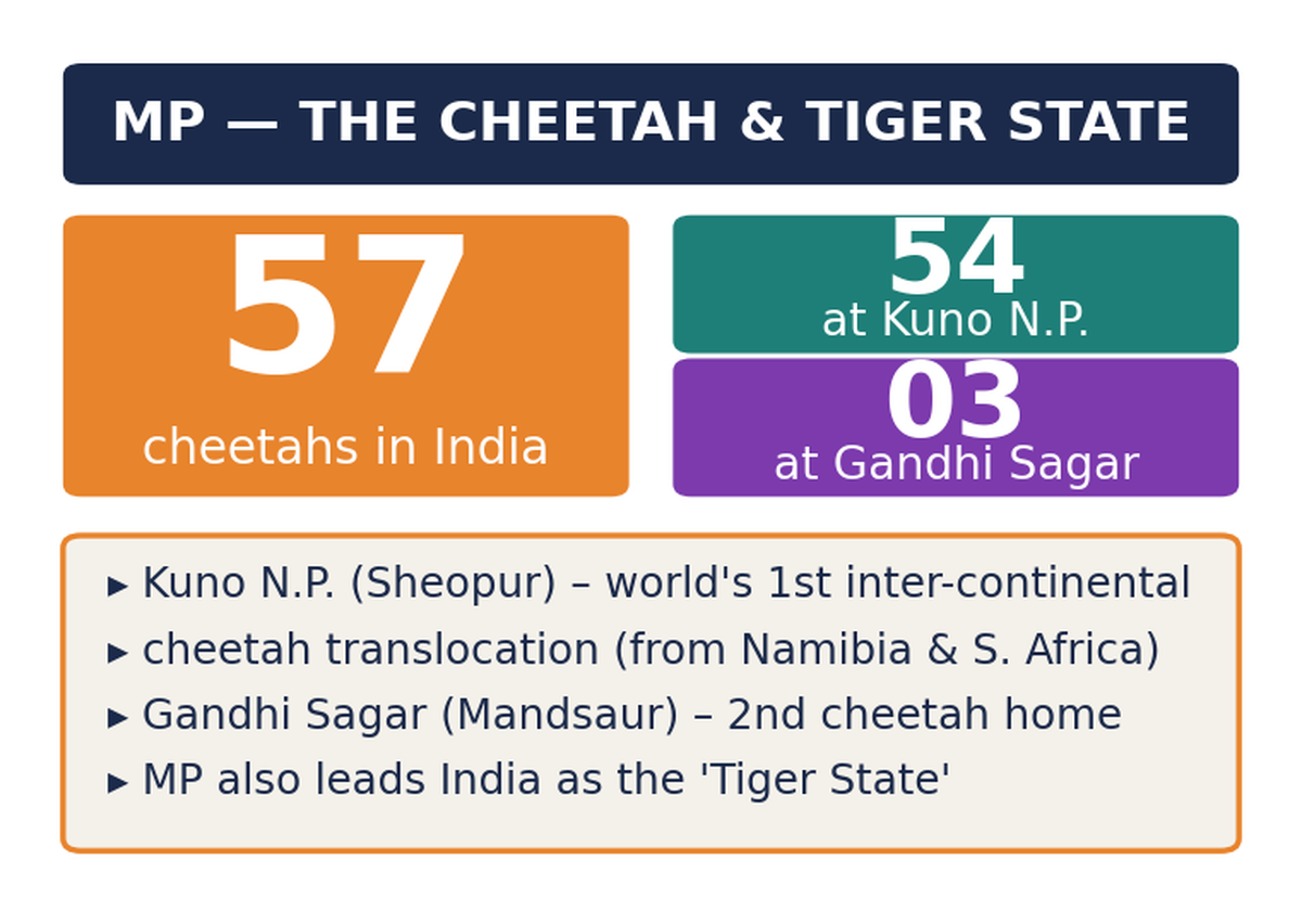 Fact schematic: 57 cheetahs in India, 54 at Kuno National Park, 3 at Gandhi Sagar; MP as Cheetah and Tiger State.