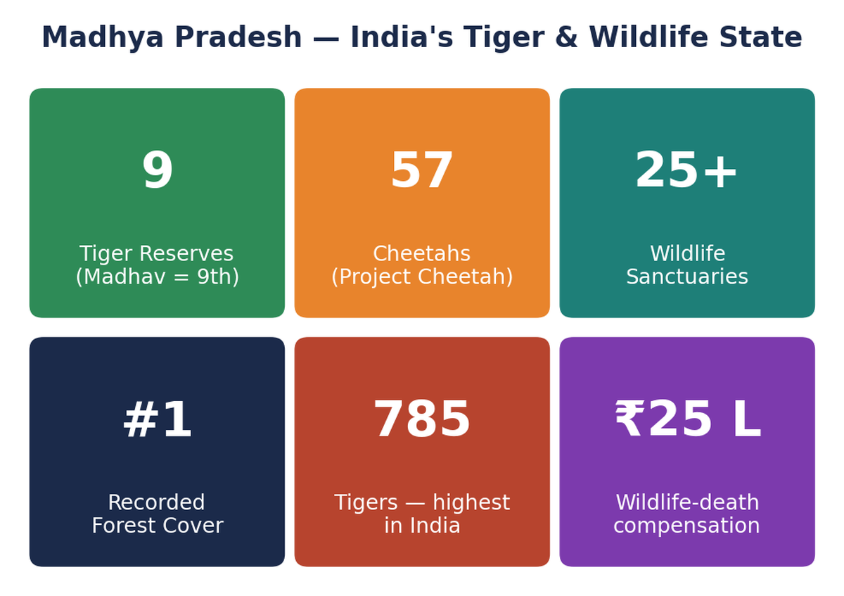 म.प. वन्यजीव स्टैट टाइल्स: 9 टाइगर रिजर्व, ~57 चीते, 25+ अभयारण्य, #1 दर्ज वन आवरण, 785 बाघ (भारत में सर्वाधिक), ₹25 लाख मुआवजा।