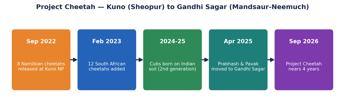 प्रोजेक्ट चीता टाइमलाइन: 2022 कूनो नामीबिया से 2025-26 गांधीसागर विस्तार तक।