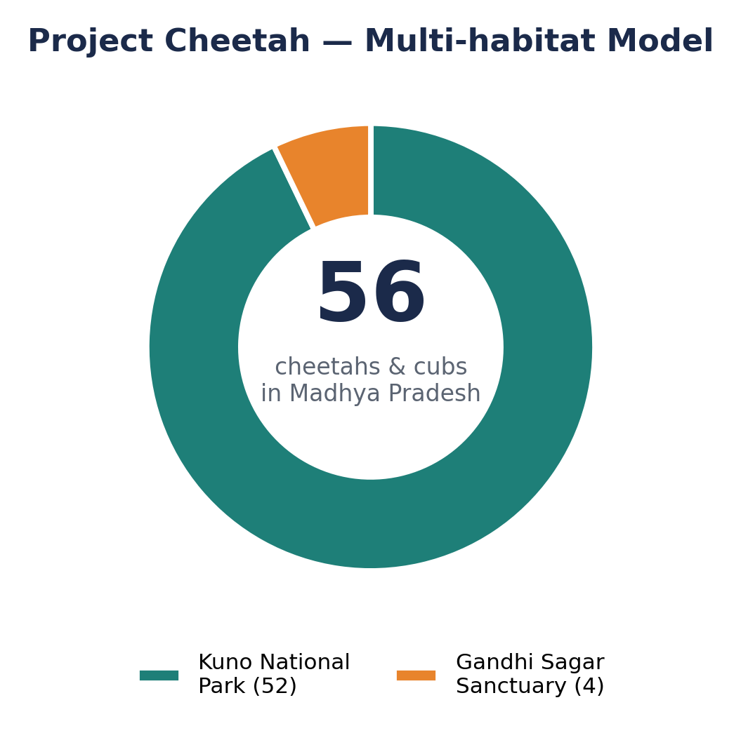 Donut chart showing 56 cheetahs in MP split between Kuno (52) and Gandhi Sagar (4).