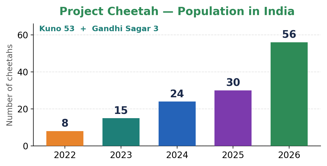 Bar chart of India's cheetah population rising from 8 in 2022 to 56 in 2026, noting Kuno 53 and Gandhi Sagar 3.